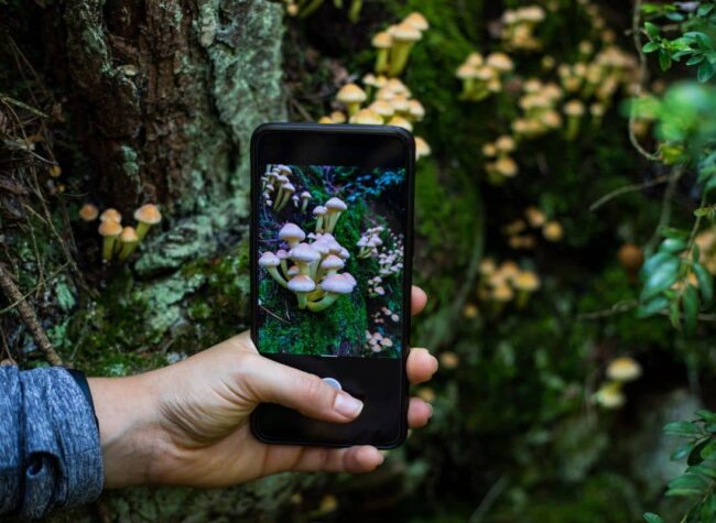 aplikacje do rozpoznawania grzybów