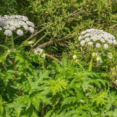 Kwiatostan barszczu Mantegazziego z białymi baldachami w naturalnym środowisku