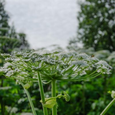 Kwiatostan barszczu Sosnowskiego z bliska – baldach z drobnymi białymi kwiatami