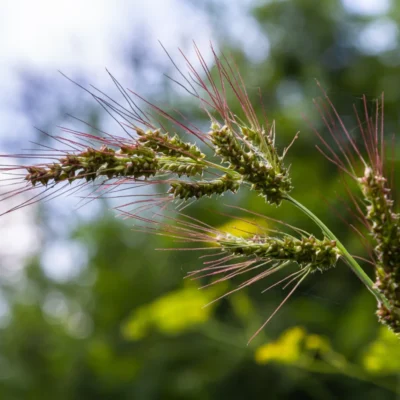 Chwastnica jednostronna