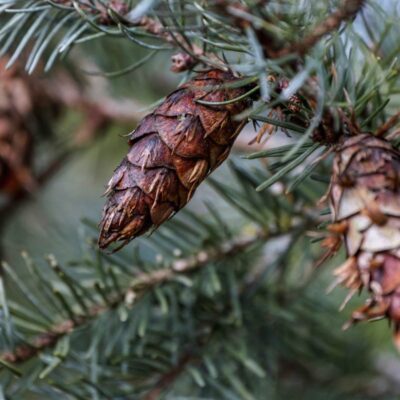 Szyszka daglezji zielonej z charakterystycznymi wystającymi łuskami