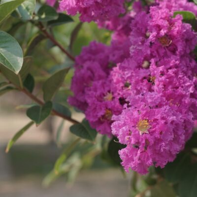 Kwiatostan lagerstroemii indyjskiej w intensywnym, fioletowym odcieniu z widocznymi liśćmi