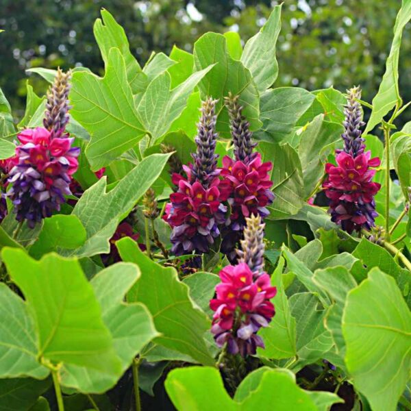 Opornik łatkowaty z widocznymi kwiatami i dużymi zielonymi liśćmi.