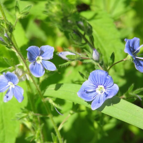 Zbliżenie na przetacznika z drobnymi, niebieskimi kwiatami na tle zielonych liści.