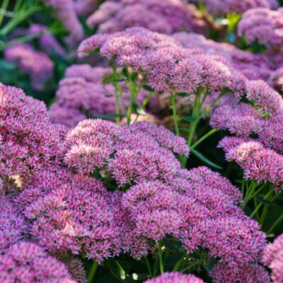 Zbliżenie na kwitnące, różowe kwiatostany rozchodnika w letnim ogrodzie