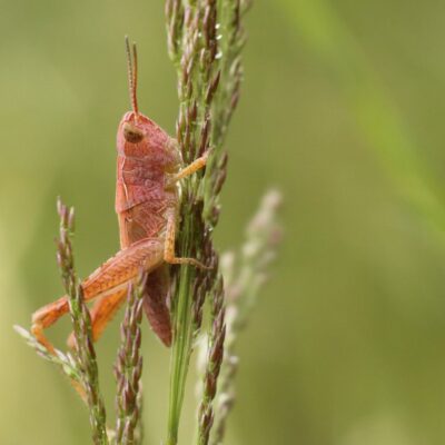 Różowy pasikonik siedzący na nasionniku babki