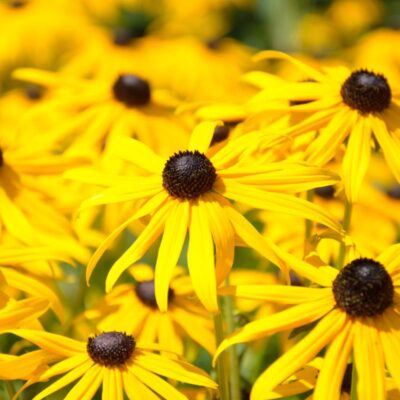 Zbliżenie na żółte kwiaty rudbekii z ciemnym środkiem – typowa forma klasyczna