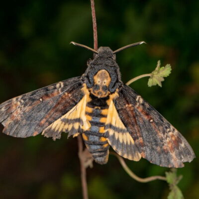 zmierzchnica trupia główka