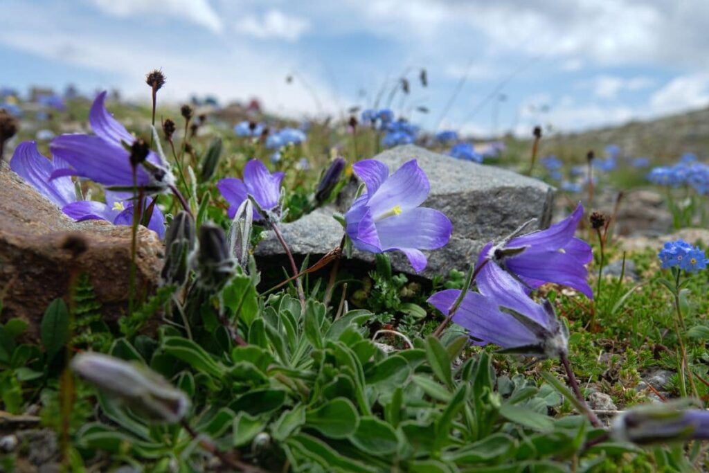 Goryczka 