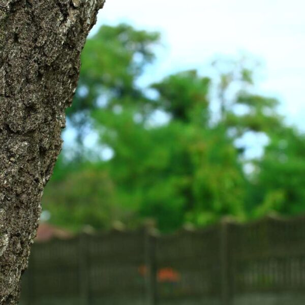 Pień drzewa rosnącego w pobliżu granicy działki z drewnianym ogrodzeniem