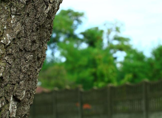 Pień drzewa rosnącego w pobliżu granicy działki z drewnianym ogrodzeniem