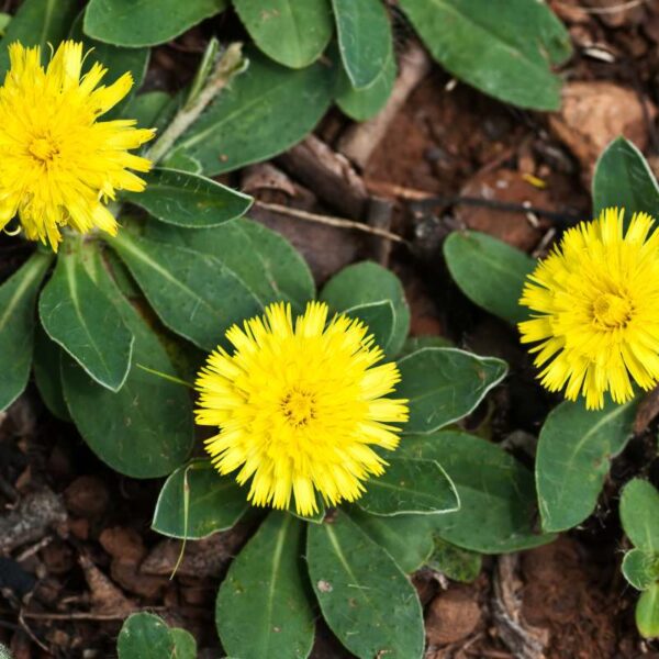 Jastrzębiec kosmaczek – żółte kwiaty chwastu