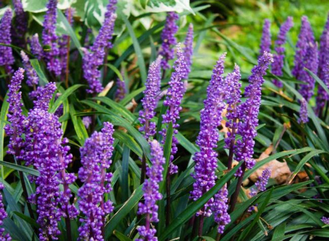 Zbliżenie na kwitnącą liriope muscari z fioletowymi kwiatostanami i ciemnozielonymi liśćmi w ogrodzie.