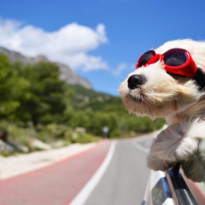 Mały pies w czerwonych goglach wygląda przez okno jadącego samochodu – letni wyjazd z pupilem