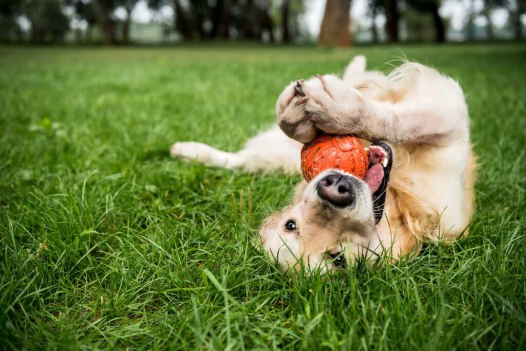 Golden retriever turla się po trawie, trzymając w łapach pomarańczową piłkę – zabawa i trening w domu