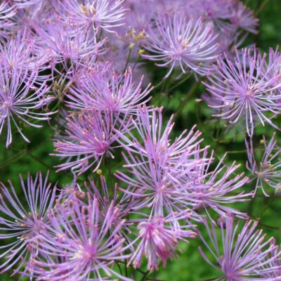 Rutewka orlikolistna o efektownych, fioletowych kwiatostanach przypominających puszyste kuleczki