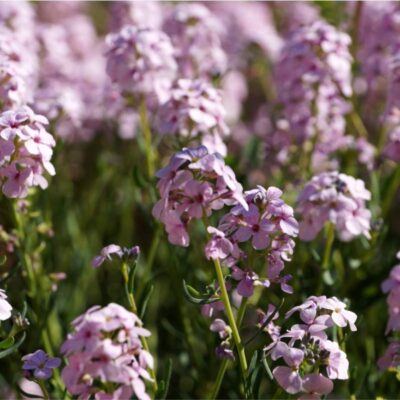 Gęsto rosnące skrzydlinki na rabacie, tworzące efektowne różowe pole kwiatów