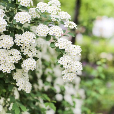 Zbliżenie na kwiaty tawuły kwitnącej wiosną – drobne, białe baldachy