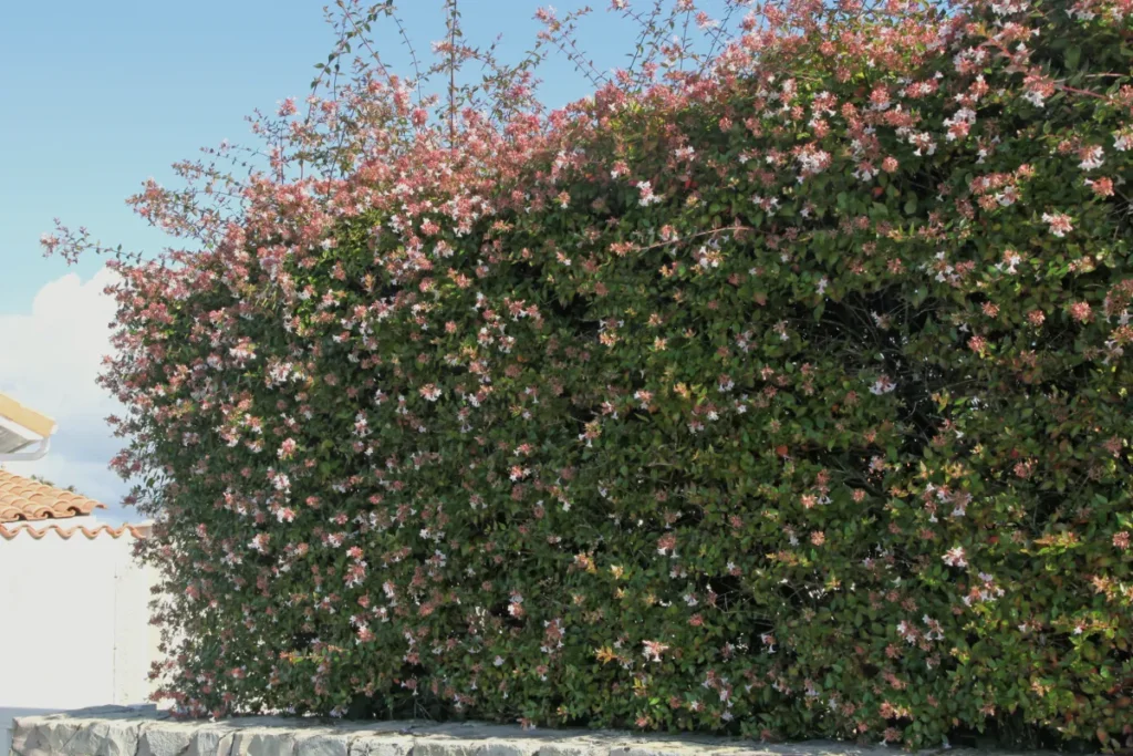 Abelia wielkokwiatowa w ogrodzie