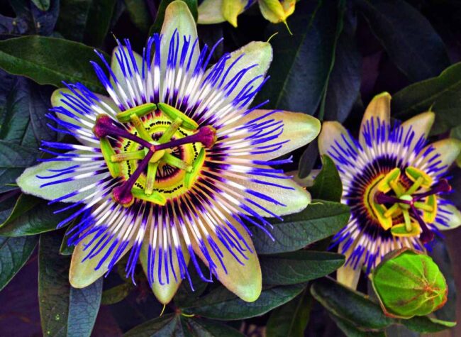 Kwiat męczennicy błękitnej z bliska – egzotyczna passiflora caerulea w pełnym rozkwicie.