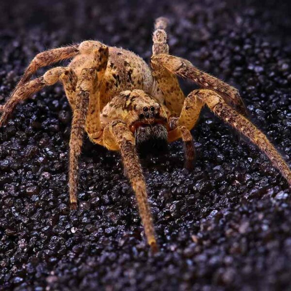 Zbliżenie pająka Nosferatu na czarnym podłożu