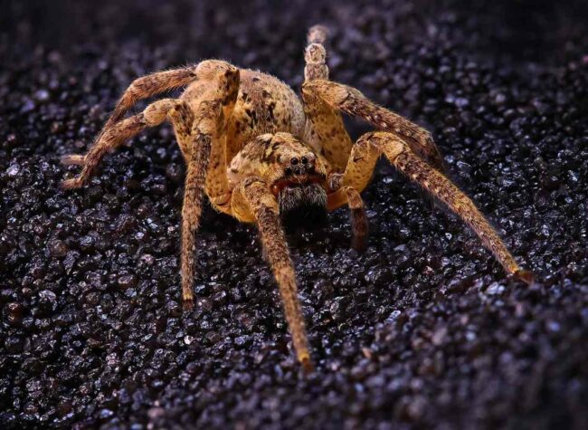 Zbliżenie pająka Nosferatu na czarnym podłożu