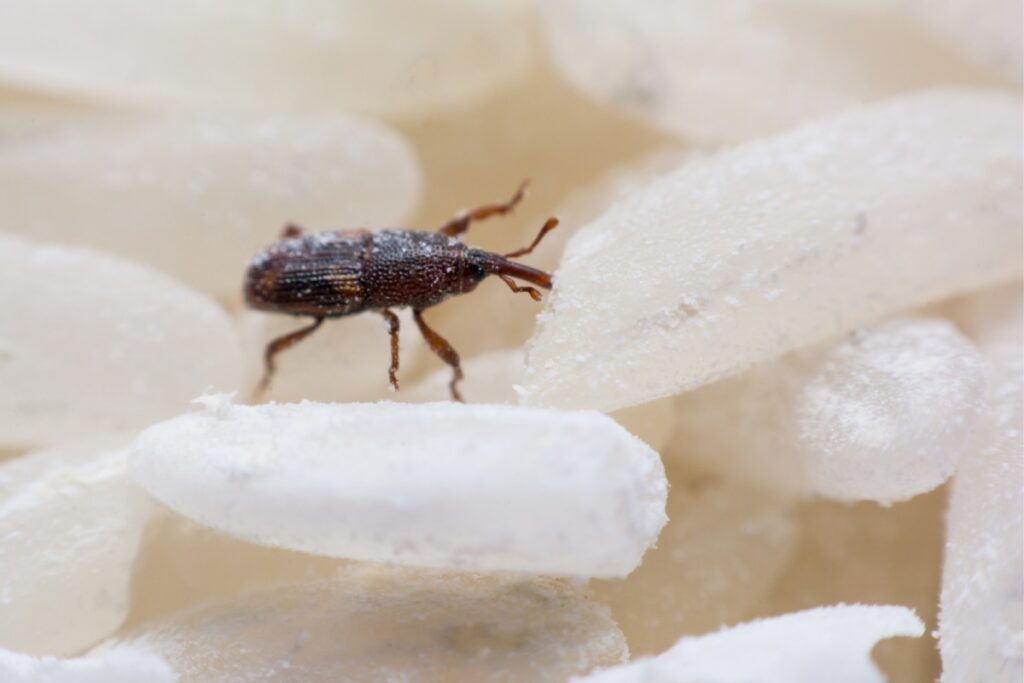 Zbliżenie na jednego wołka zbożowego chodzącego po ziarnach ryżu – widoczny charakterystyczny ryjek i segmentowane ciało.