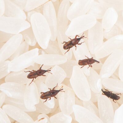 Wołki zbożowe poruszające się po ziarnach białego ryżu – typowe środowisko występowania szkodników spożywczych.