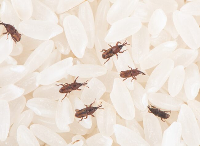 Wołki zbożowe poruszające się po ziarnach białego ryżu – typowe środowisko występowania szkodników spożywczych.