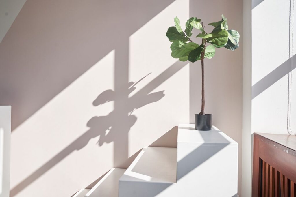 duże kwiaty doniczkowe do salonu