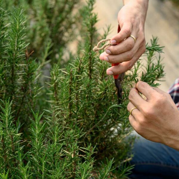 Osoba przycina roślinę w ogrodzie za pomocą sekatora.