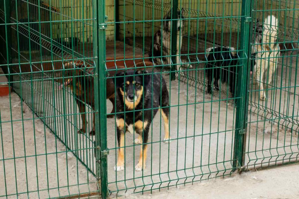 Psy w schronisku za zielonym ogrodzeniem – bezdomne zwierzęta czekają na adopcję.