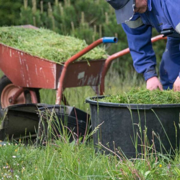 Ogrodnik w roboczym stroju przesypuje skoszoną trawę z taczki do dużego pojemnika wśród wysokiej trawy.