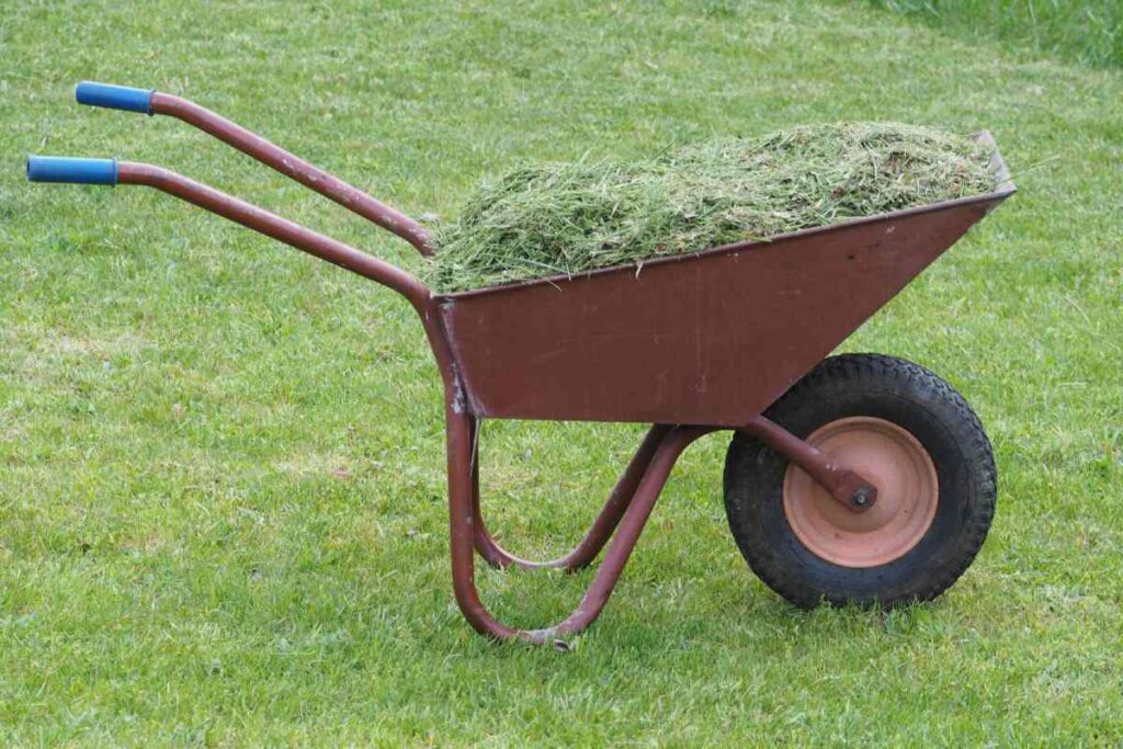 Taczka wypełniona świeżo skoszoną trawą stojąca na zielonym trawniku.